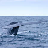 <p>Blue whales in the waters surrounding Faial Island</p>