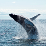 <p>Whale spotting in the Bay of Biscay</p>