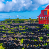 <p>Les vignes de l’île Pico poussant au milieu des murets de lave noire</p>