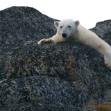 <p>Le rêve d’apercevoir un ours polaire sur un rivage du Spitzberg</p>