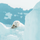 <p>L’Arctique dans toute sa splendeur, ours polaire et nuits blanches compris&nbsp;</p>
