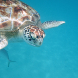 <p>Snorkeling, baignades… Nager dans les eaux turquoise caribéennes avec des tortues&nbsp;</p>