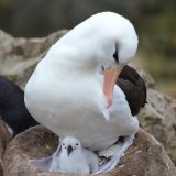 La plus grande colonie d’albatros à sourcils noirs des Malouines
