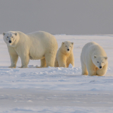 L’observation des ours polaires dans son écosystème naturel&nbsp;