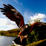 <p>Le paradis des oiseaux et des ornithologues aux îles Skye et St Kilda</p>