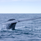 <p>La rencontre des baleines bleues dans les eaux de Faial</p>