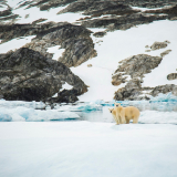 L’abondance d’ours polaires dans les fjords de la Terre de Baffin&nbsp;