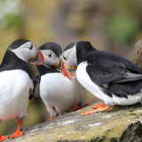 <p>Le paradis des oiseaux et des ornithologues aux îles Skye et St Kilda</p>