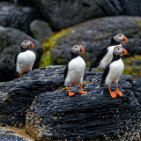<p>Les colonies d’oiseaux de mer du Spitzberg et des côtes islandaises</p>
