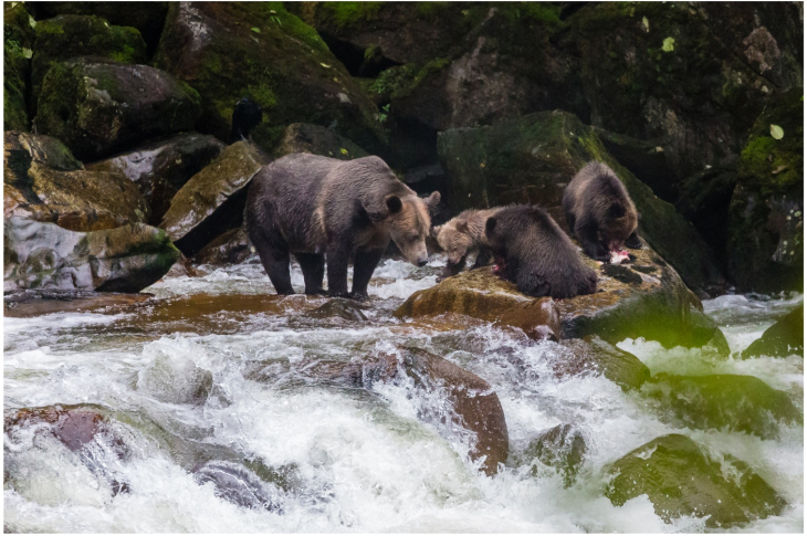 L'ours noir et son habitat - Okwari Le Fjord